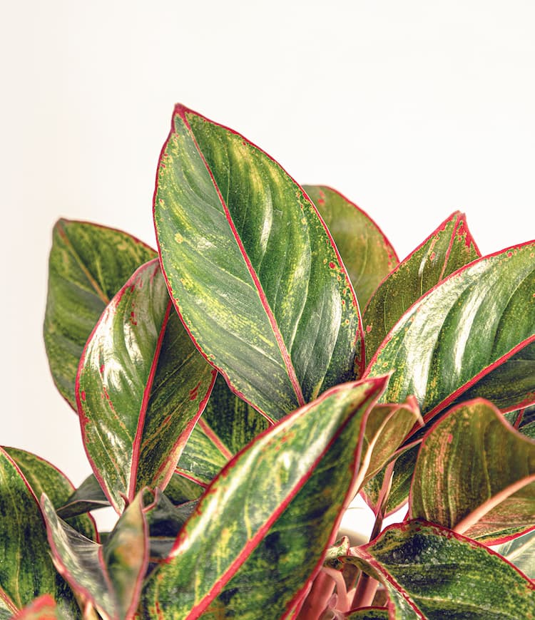 Aglaonema Siam