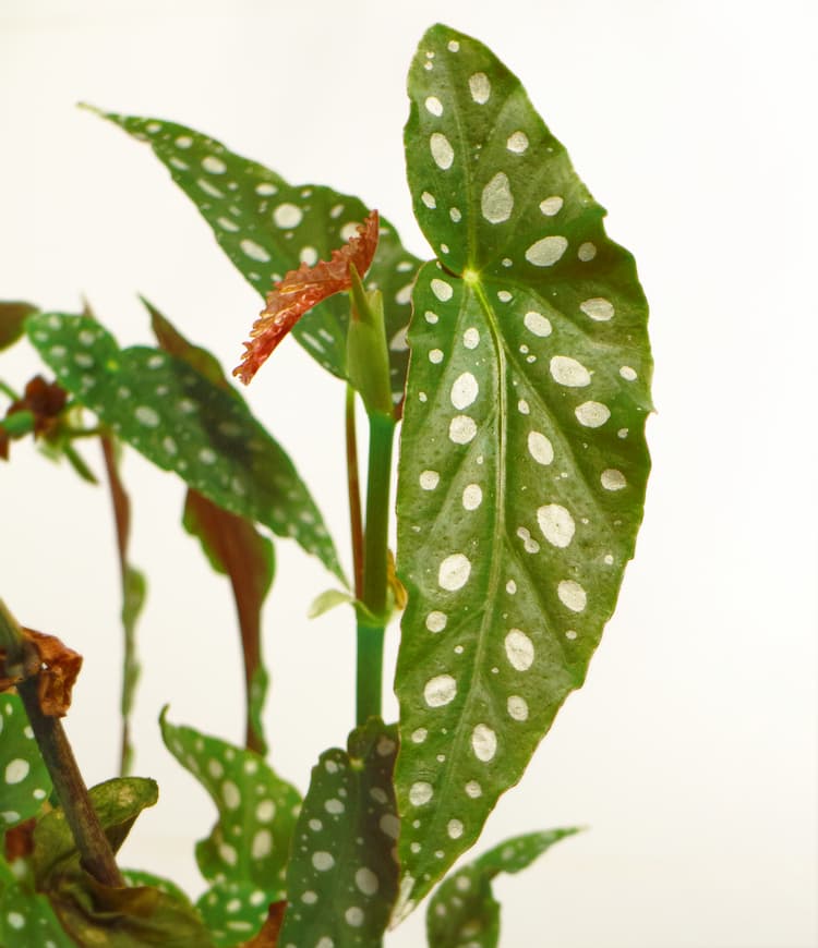 Begonia Maculata