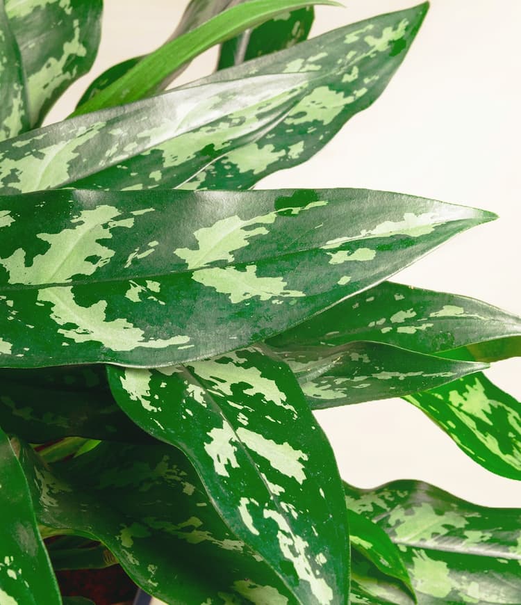 Chinese Evergreen