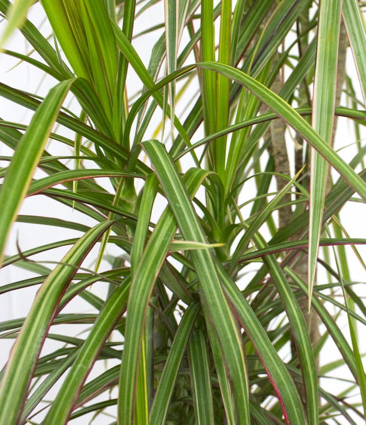 Dracaena Bicolor