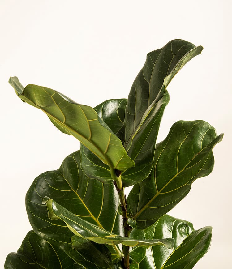 Fiddle Leaf Fig