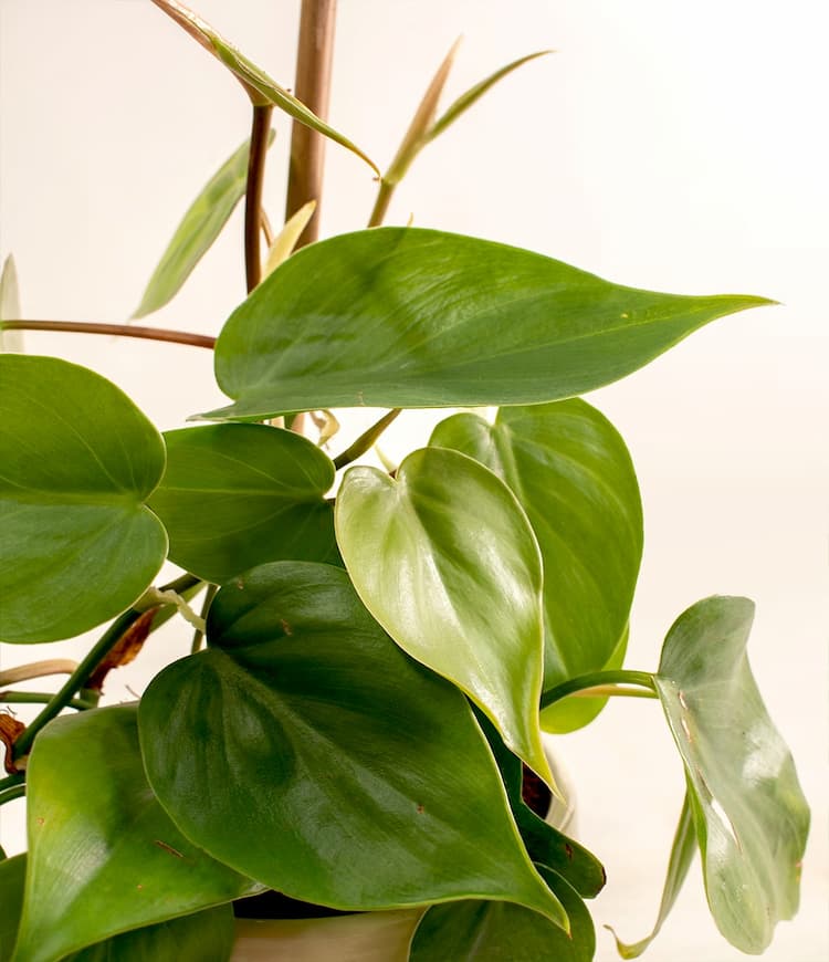 Heartleaf Philodendron