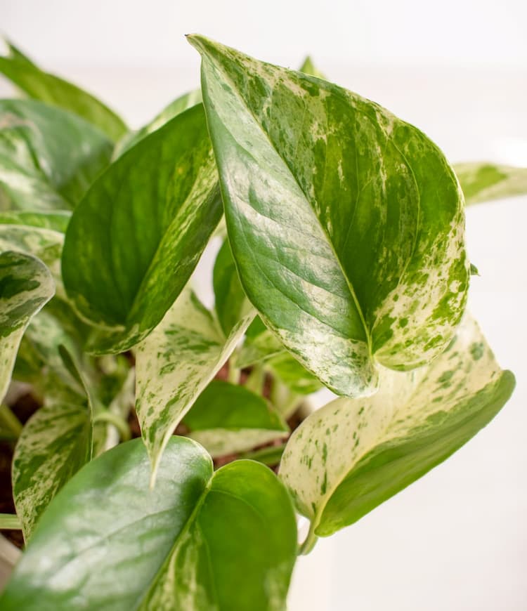 Marble Pothos