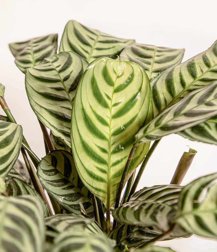 Marxii Calathea