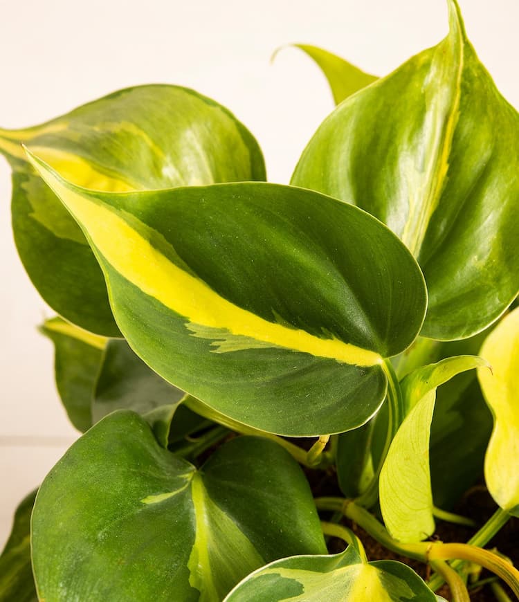 Philodendron Brazil