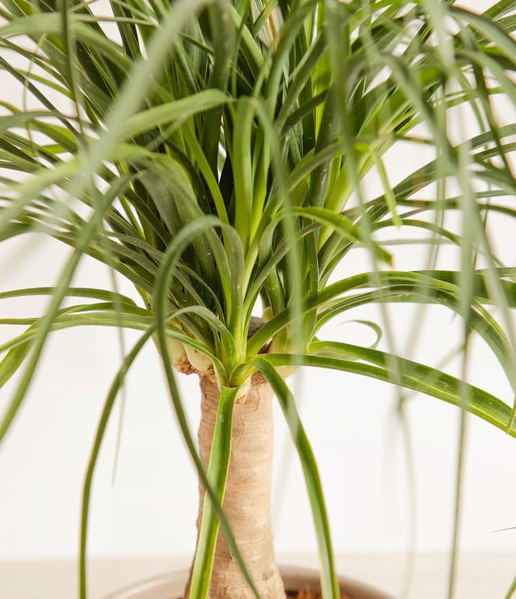 Ponytail Palm