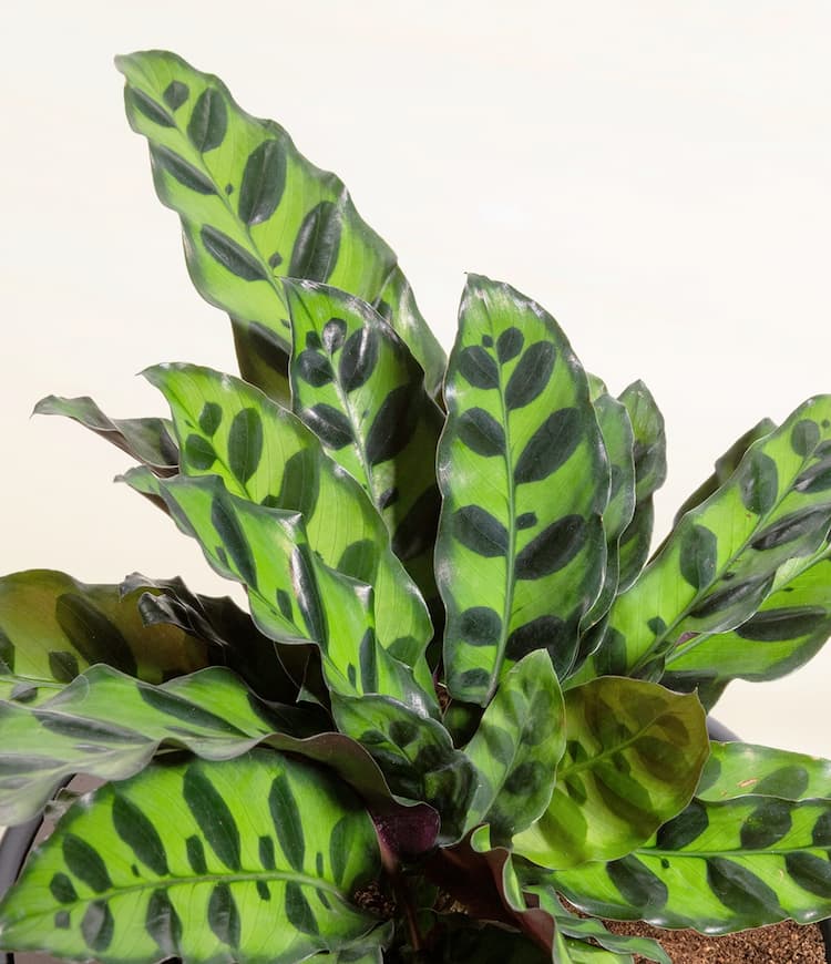 Rattlesnake Calathea