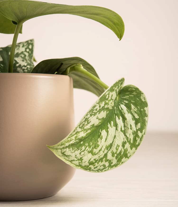 Silver Pothos