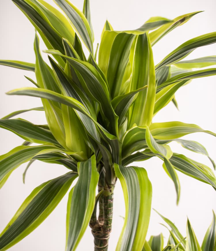 Dracaena Lemon Lime