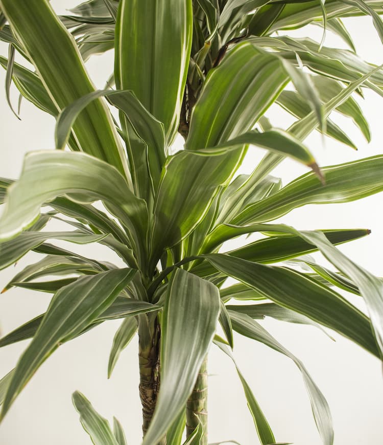 Dracaena Warneckii