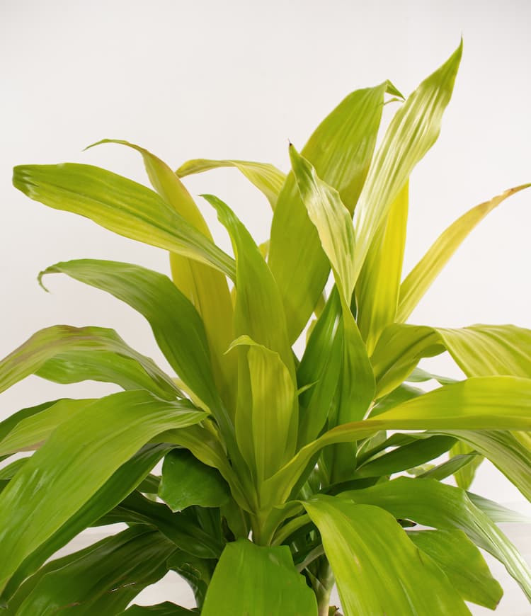 Dracaena Limelight