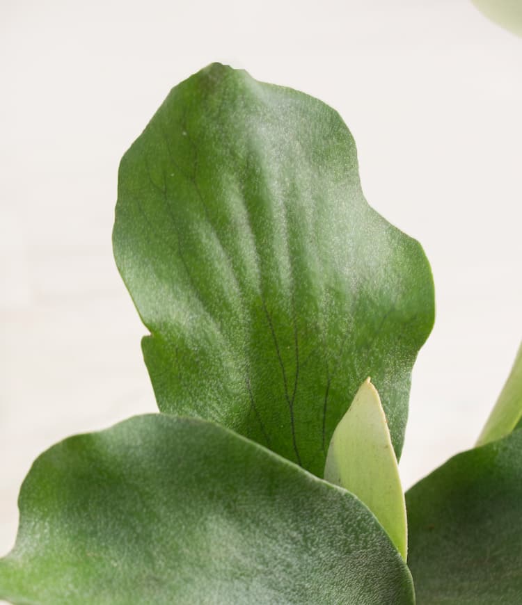 Staghorn Fern