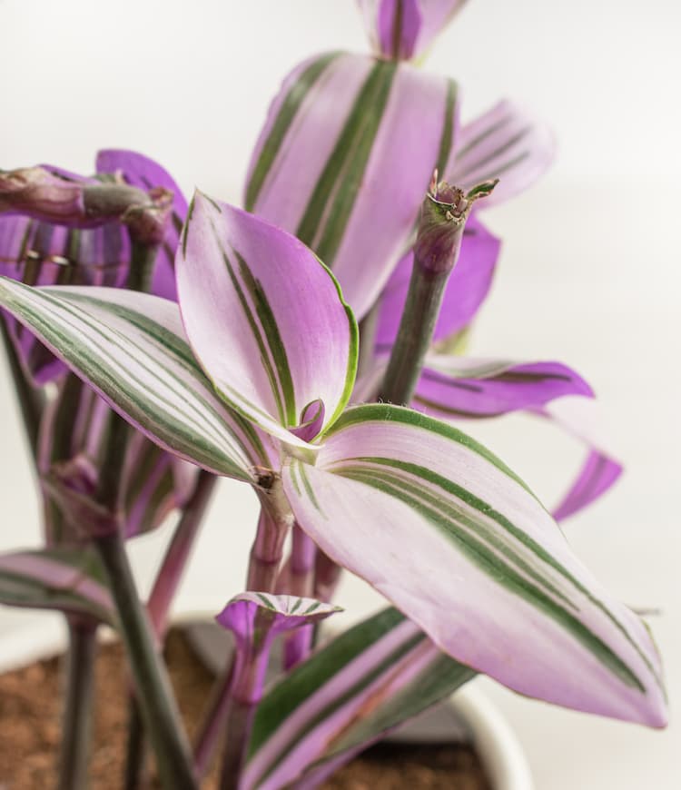 Tradescantia Nanouk