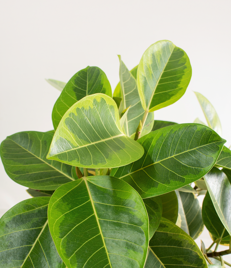 Ficus Altissima