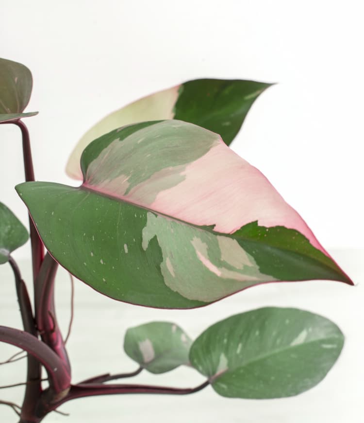 Philodendron Pink Princess