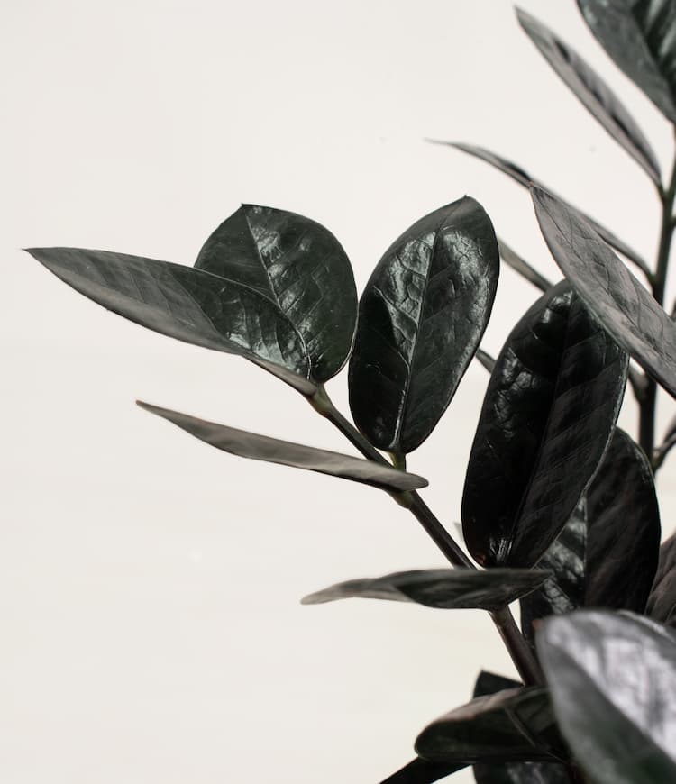 Black ZZ Plant