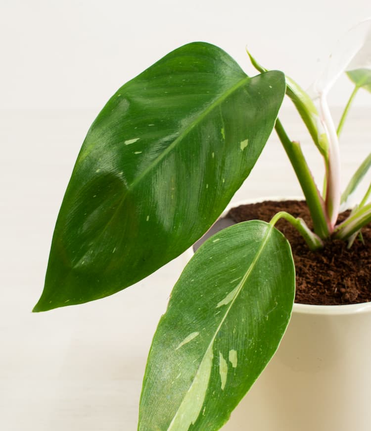 Philodendron White Princess