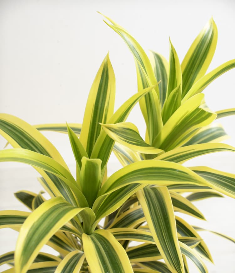 Song of India Dracaena