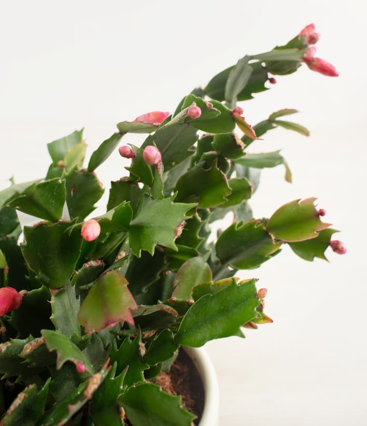 Holiday Cactus