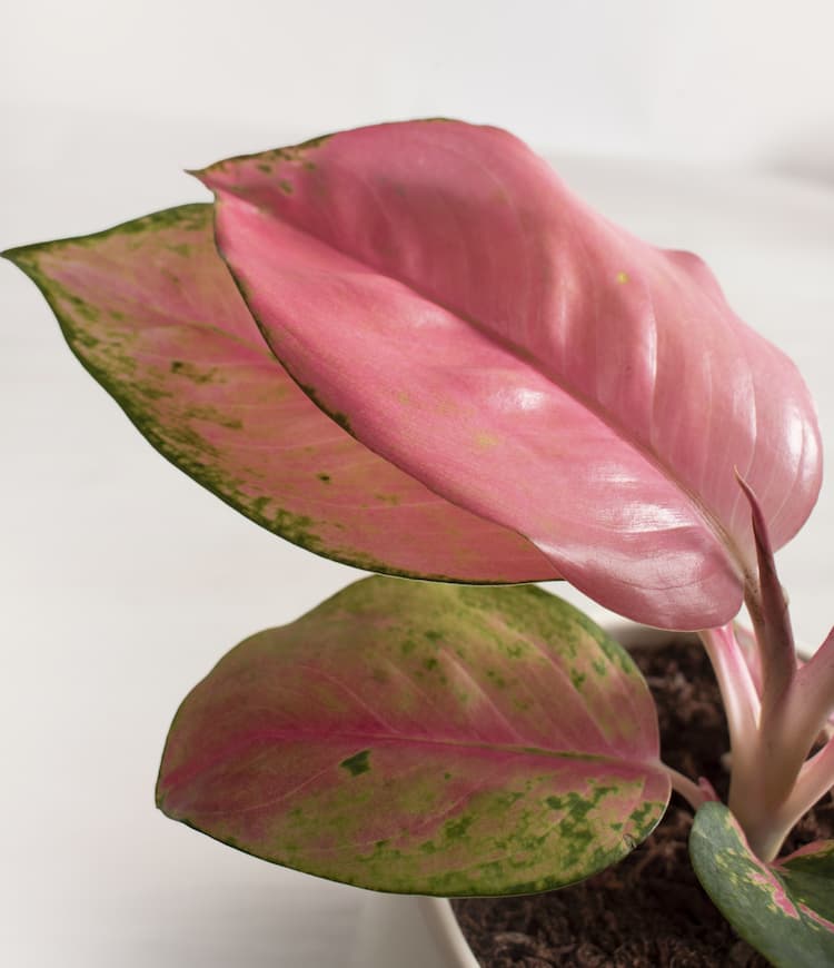 Aglaonema Beauty